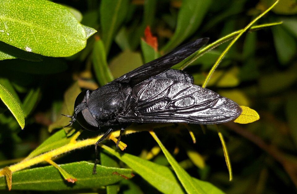 Insect insectoid wings