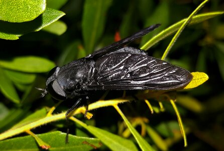 Insect insectoid wings photo