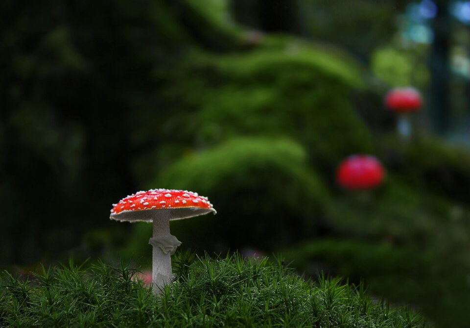 Moss fliegenpilz fly agaric mushroom picking