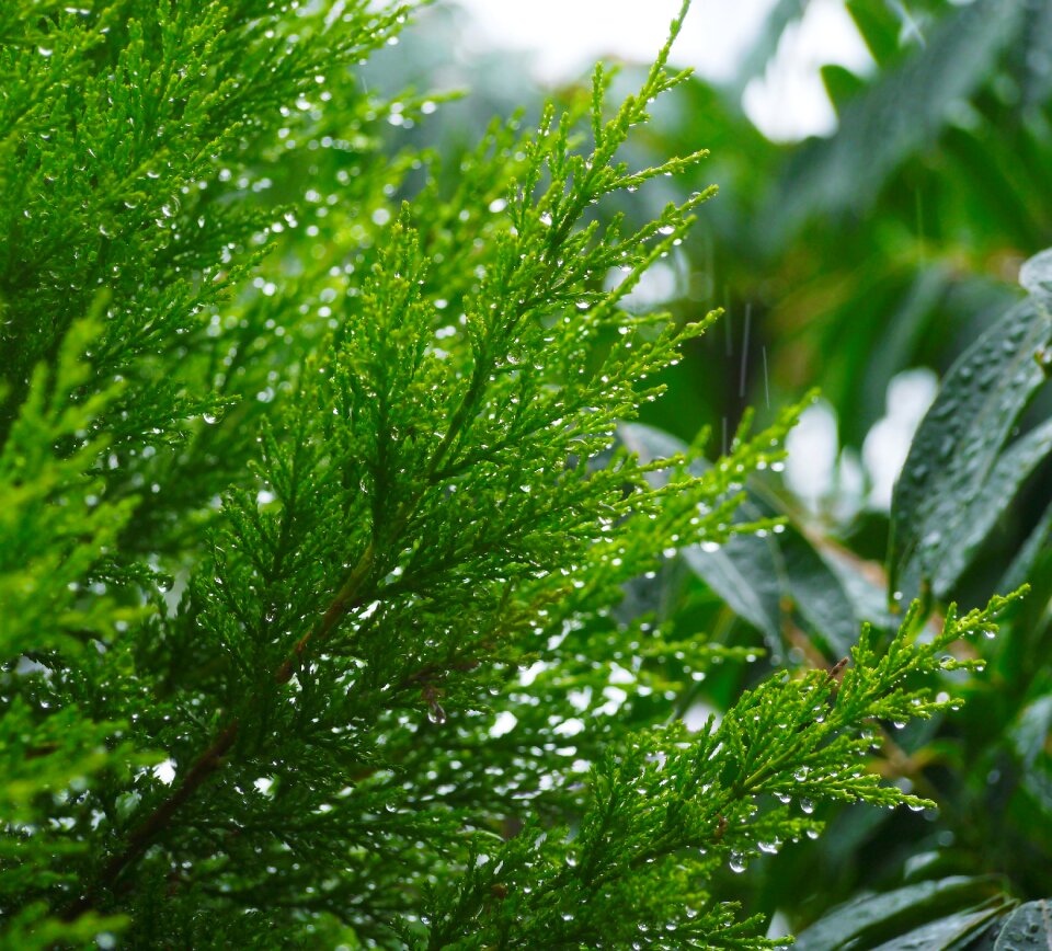 Garden green leaf