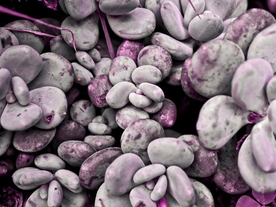 Succulent garden gray abstract