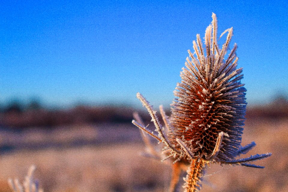 Nature prickly winter