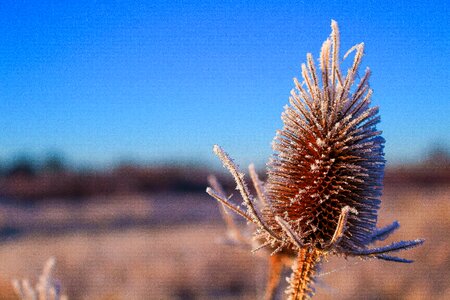 Nature prickly winter