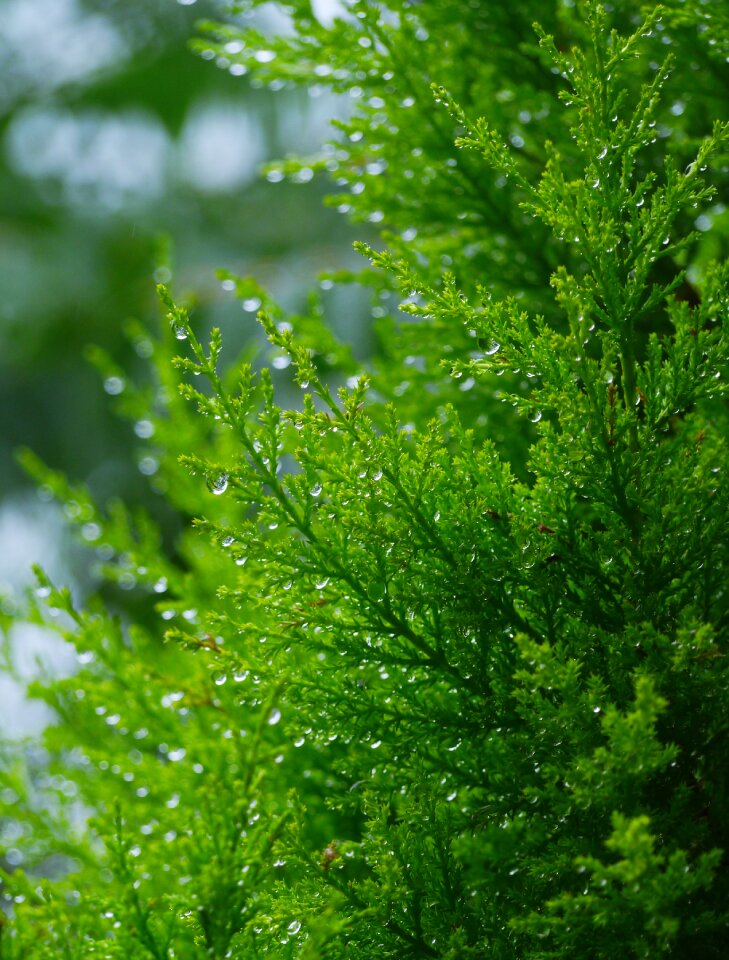 Garden green leaf
