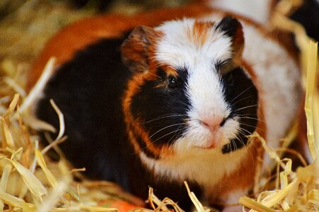 Nager young animals small