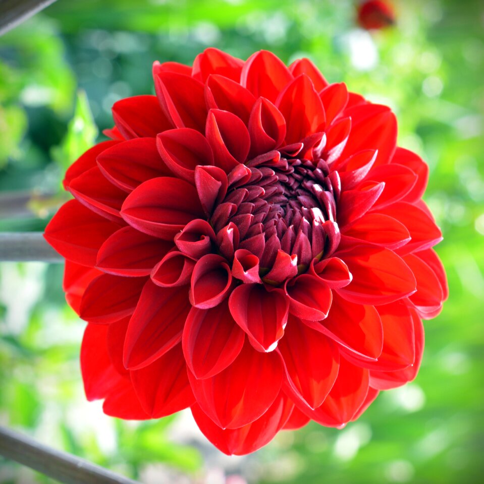 Flower red garden plant