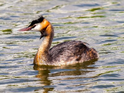 Bird nature animal photo