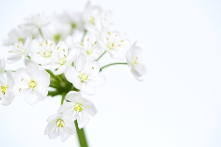 White flower white flowers tender