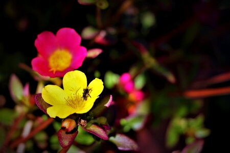 Bloom flower garden plant