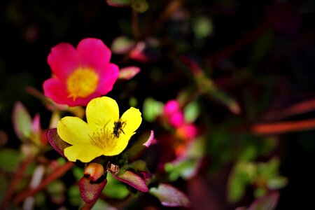 Bloom flower garden plant photo