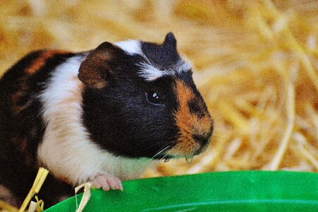 Nager young animals small