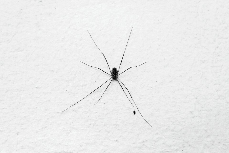 Black and white close-up danger
