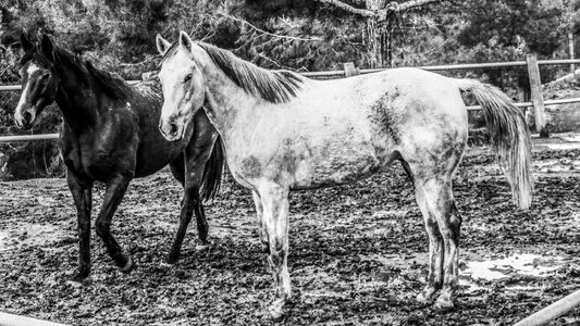 Ranch stallion rural