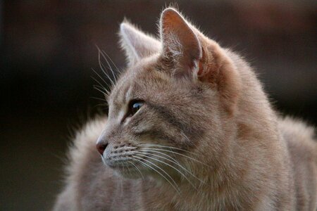 Mackerel kitten tiger cat photo