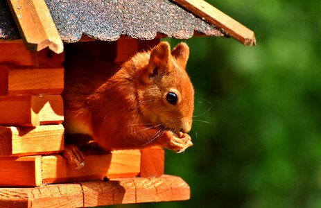 Rodent nature cute