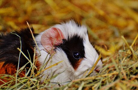Nager young animals small