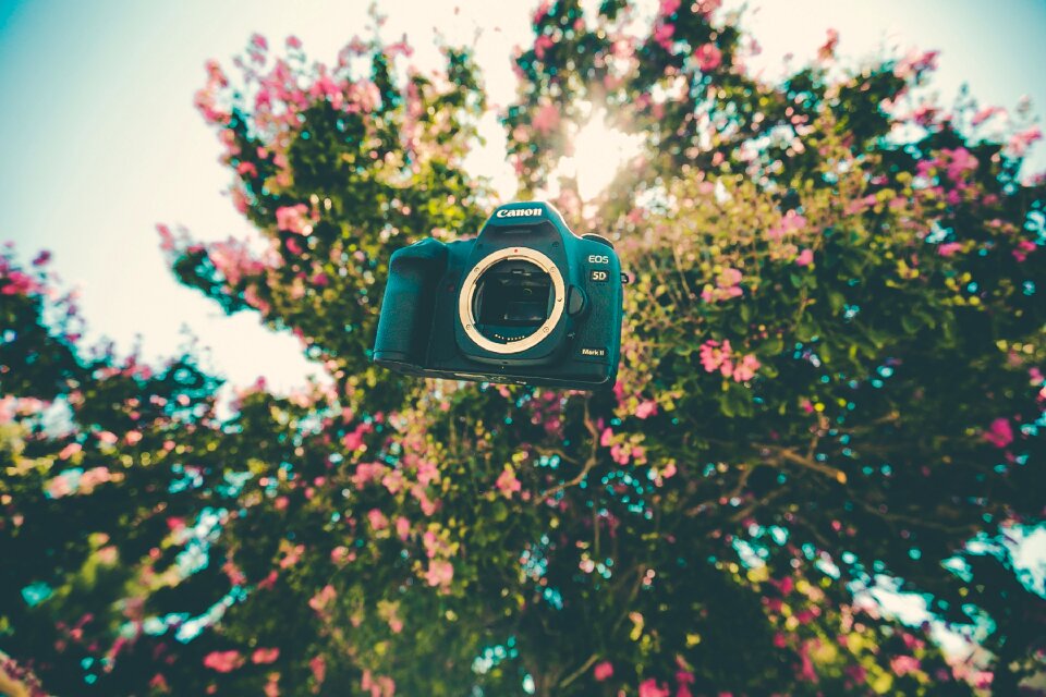 Flora flowers tree