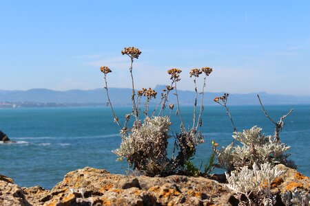 Dried grasses flower