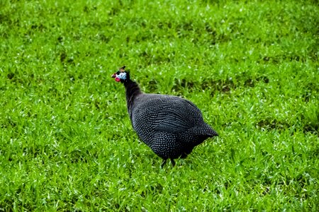 Bird nature animal