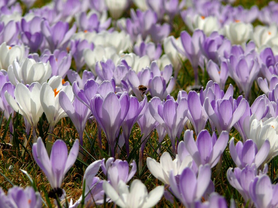 Frühlingsblüher violet purple photo