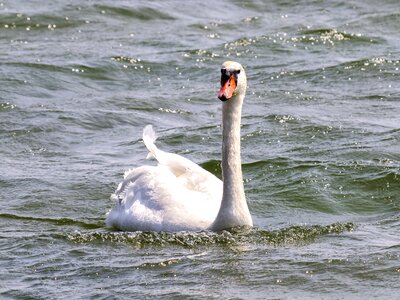 Water bird nature animal