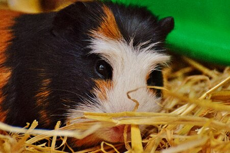 Nager young animals small