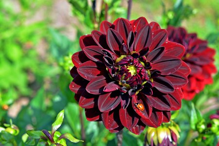 Bloom flower red