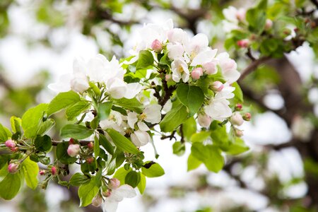 Apple flower blooming apple tree spring photo