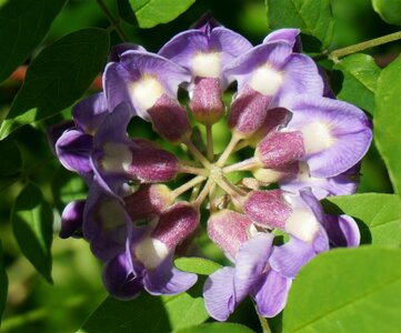 Flowers spring purple photo