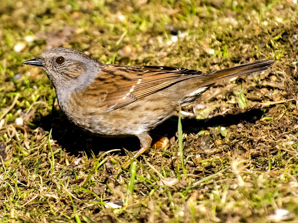 Garden bird nature animal