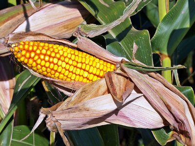 Corn on the cob food corn plants photo