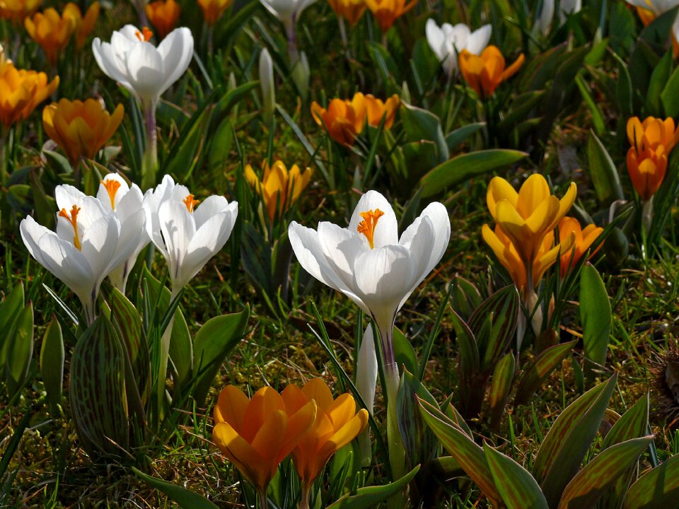 Spring flower blossom