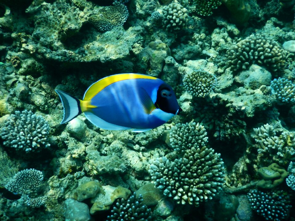 Exotic blue colorful