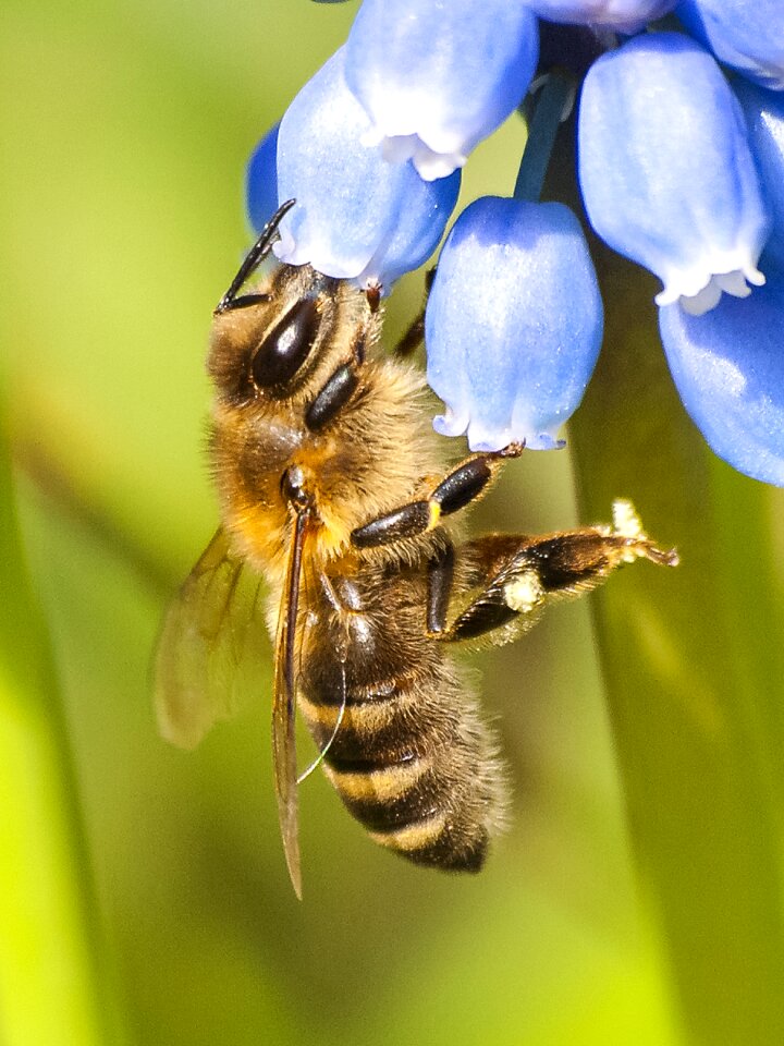 Nature animal blossom