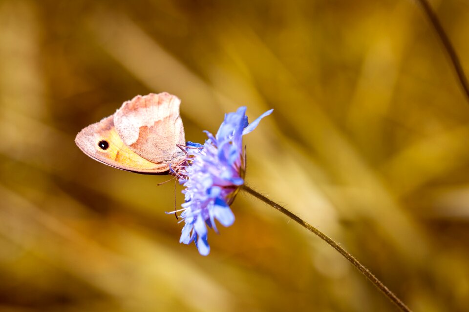 Summer animal world wild life