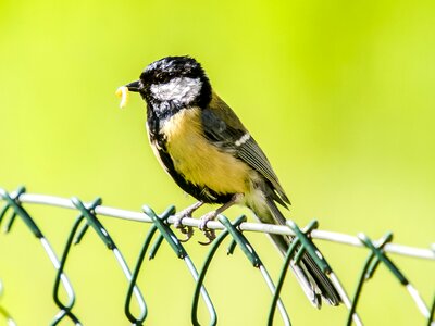 Garden bird nature animal