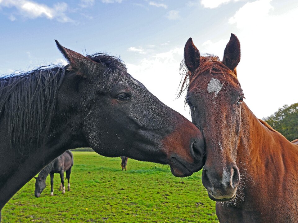 Black coupling pasture