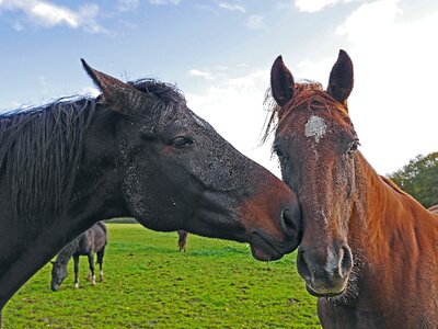 Black coupling pasture photo