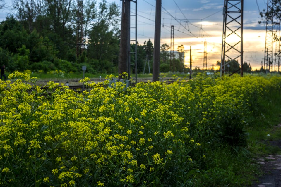 Railway gatchina manual lens