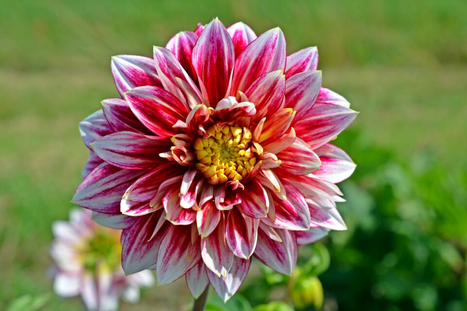 Flower white red