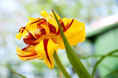 Yellow flower tulip macro photo