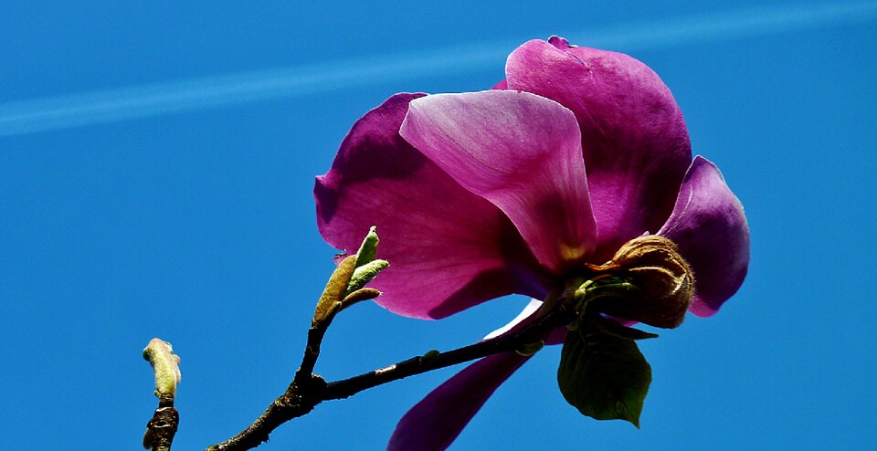 Early bloomer garden magnolia photo