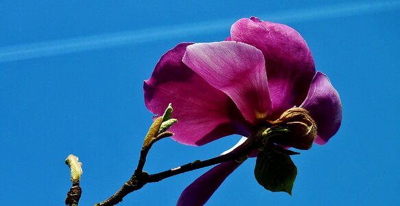 Early bloomer garden magnolia photo