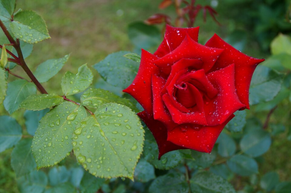 Red raindrop leaf