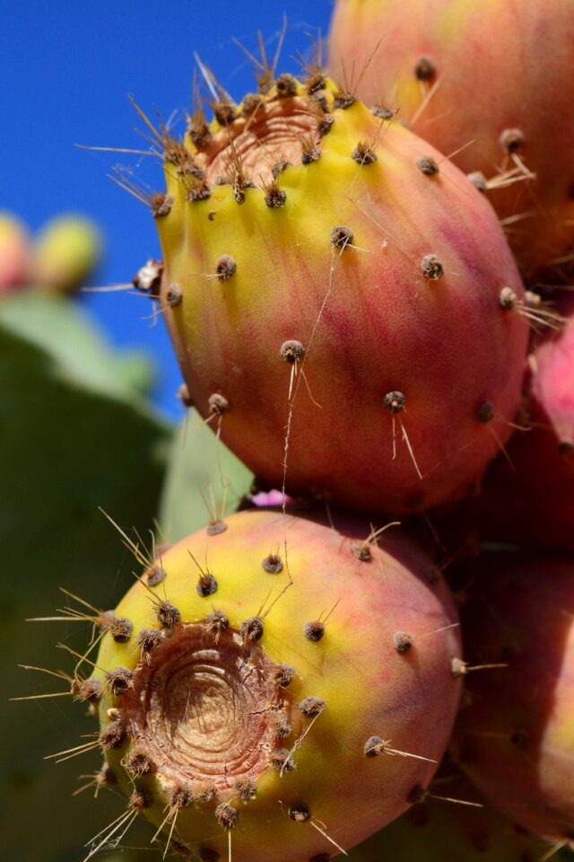 Cactus fruit cactus greenhouse sting