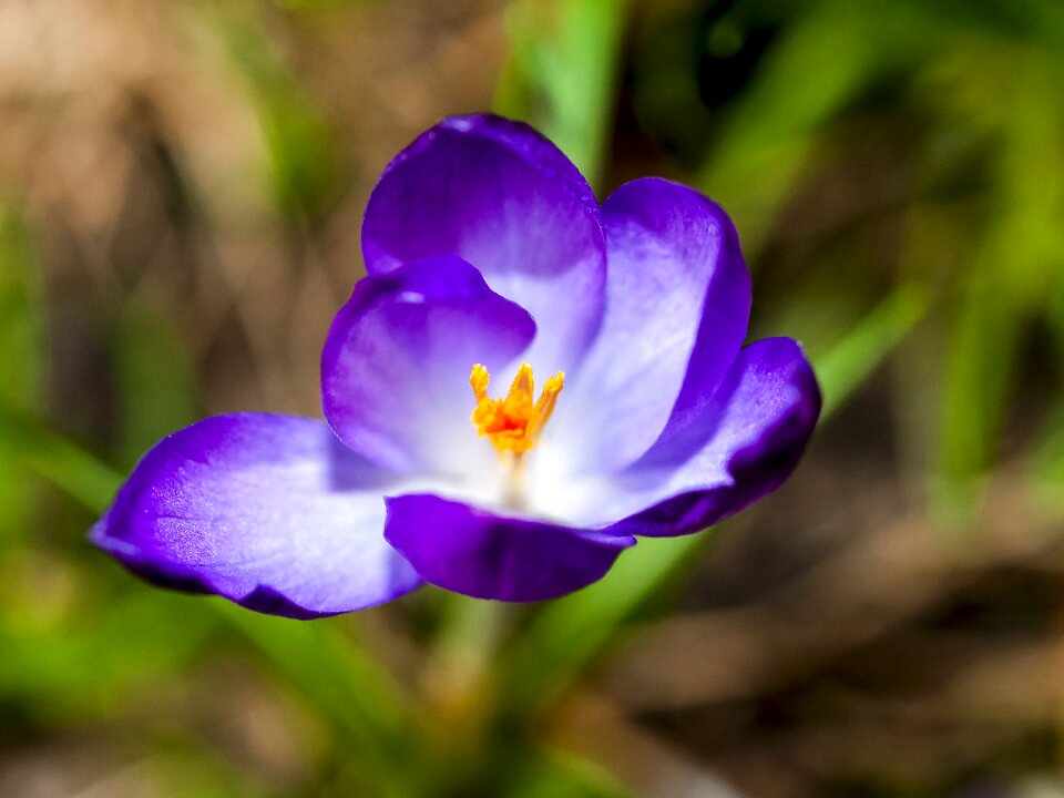 Blossom bloom nature