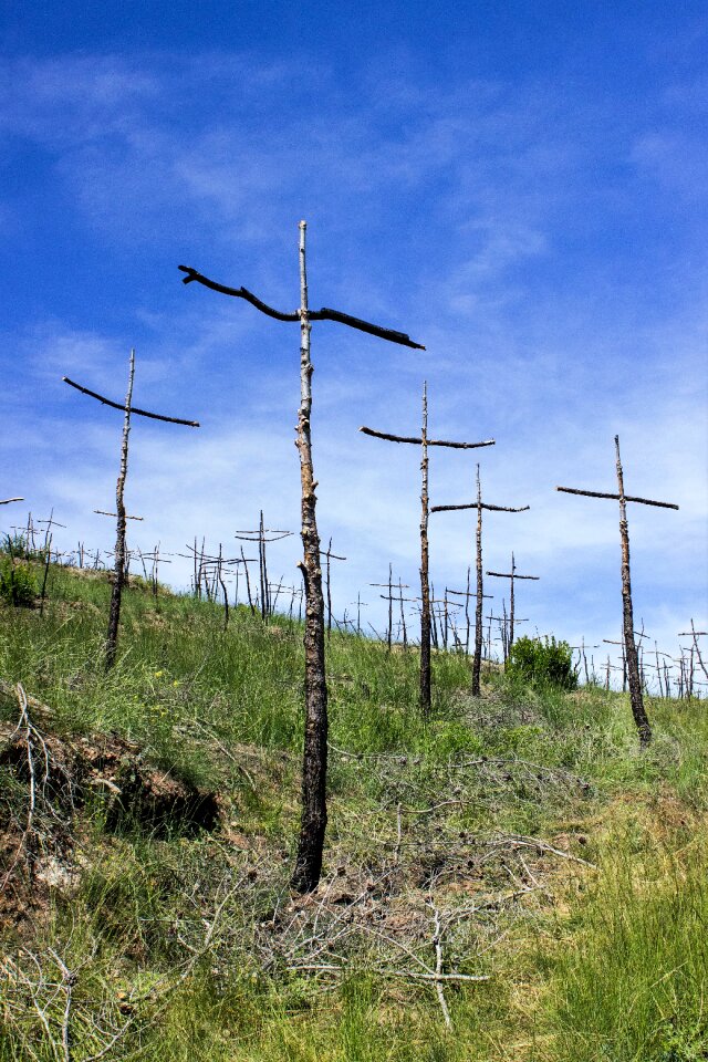 Cruz forest desolation