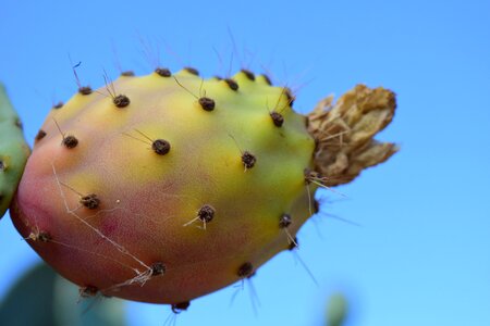 Cactus fruit cactus greenhouse sting