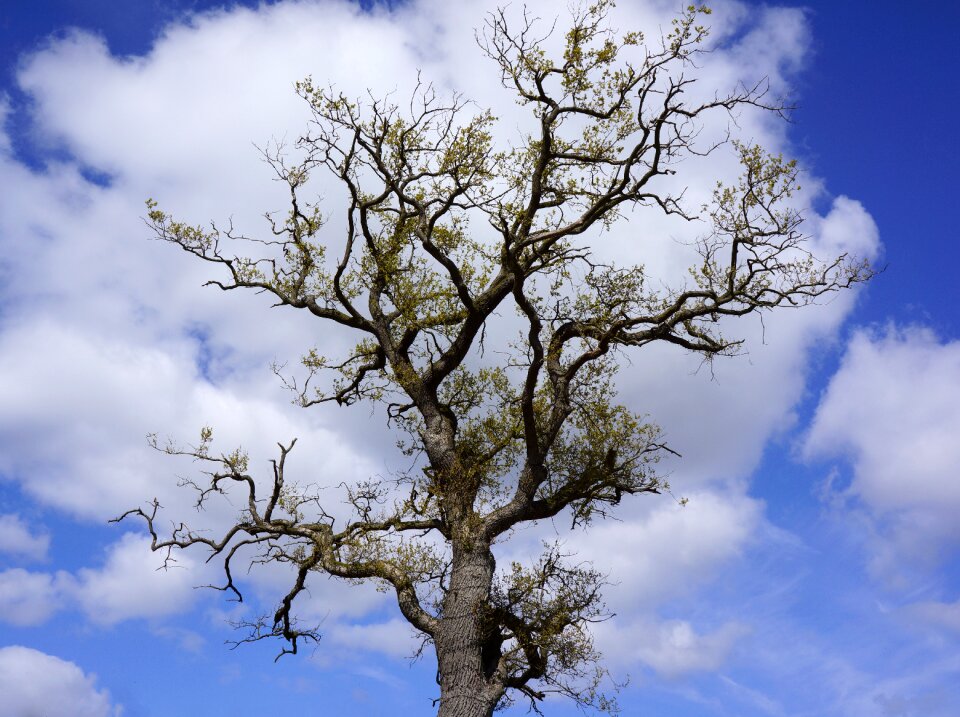 Natural branches oak tree