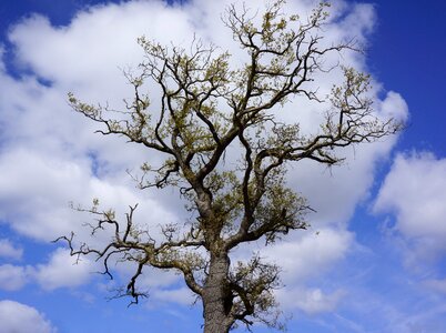 Natural branches oak tree